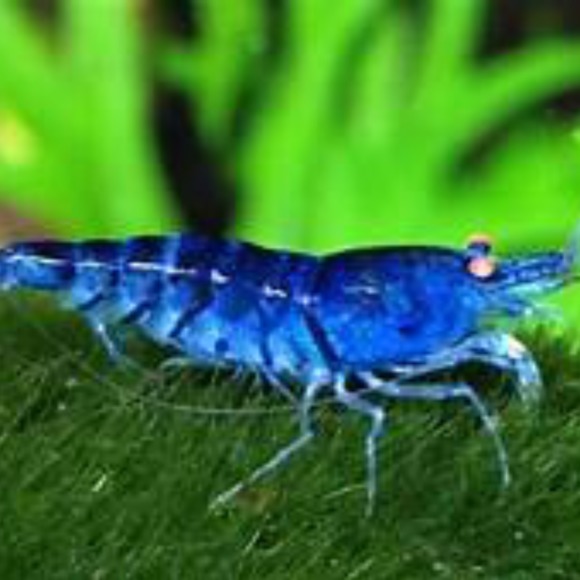 blueshrimp